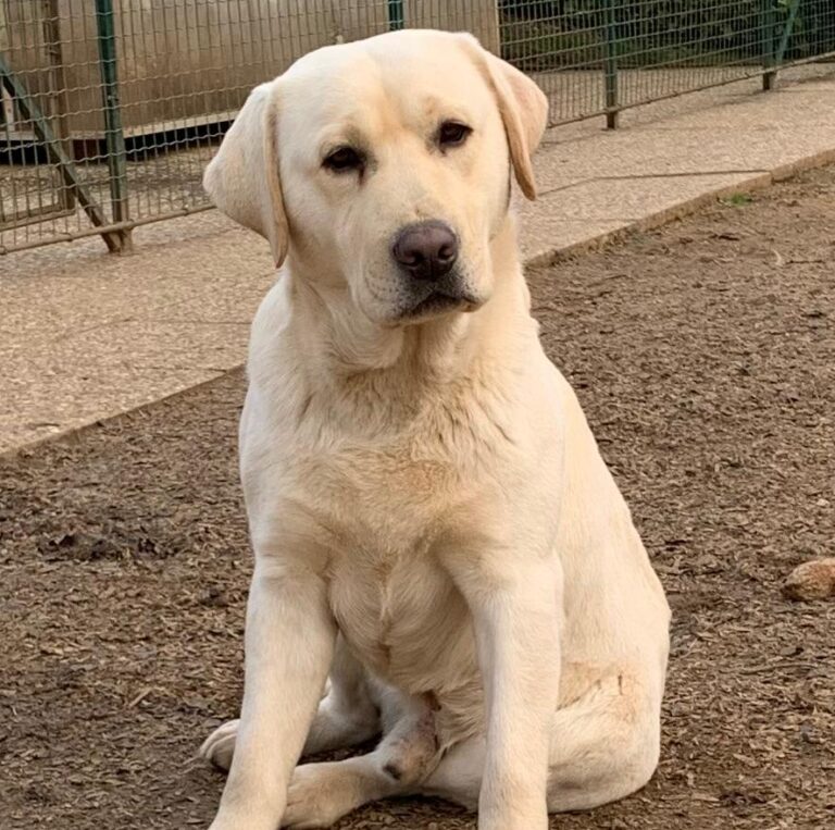 labrador nell'allevamento ot-lab