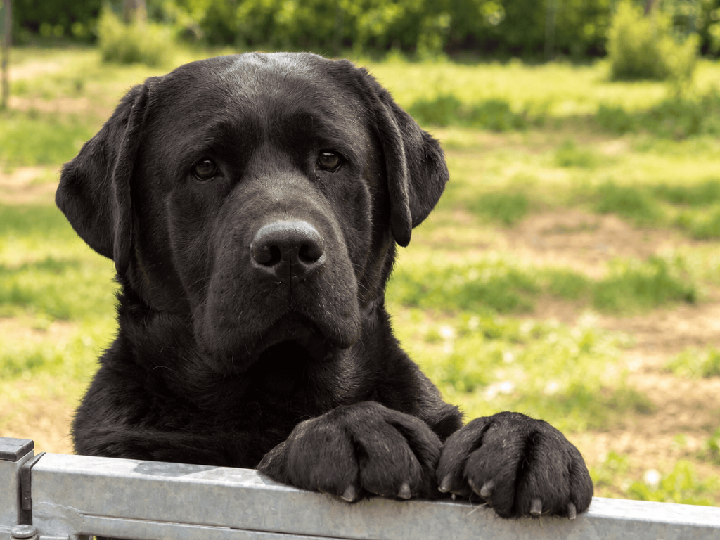 cane labrador a pelo nero dall'allevamento ot lab