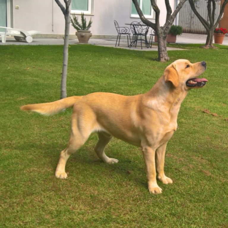 Aragon Bella Mare (FCI), Labrador Retriever riproduttore OT-LAB