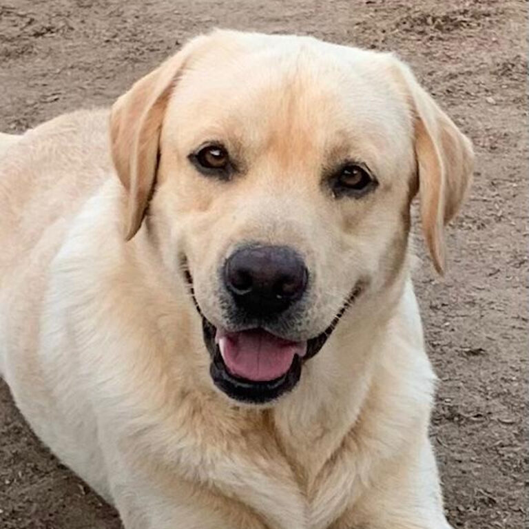 Bobo OT-LAB, Labrador Retriever riproduttore OT-LAB