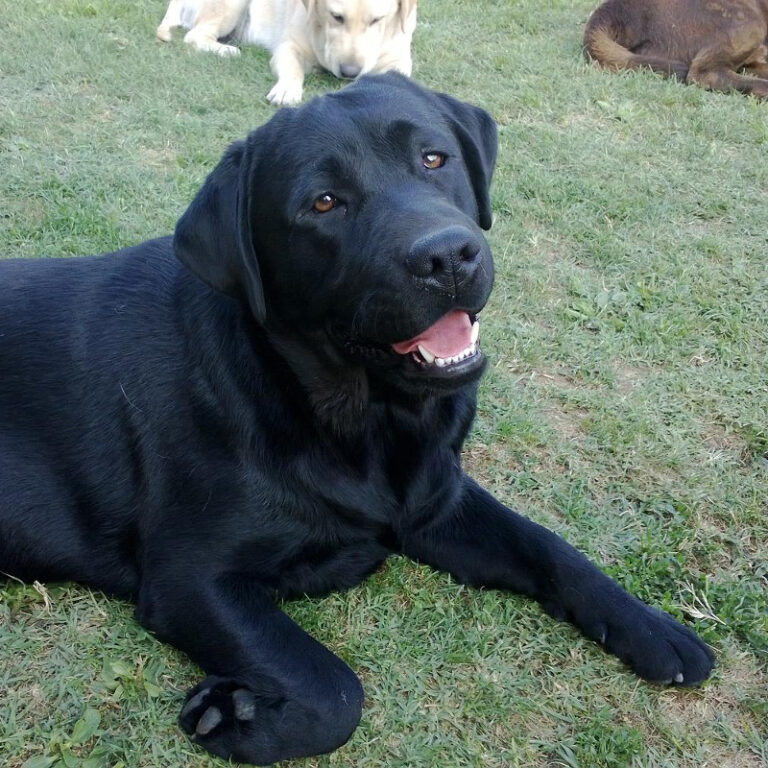 Annual's Rebel Heart, Labrador Retriever riproduttore OT-LAB
