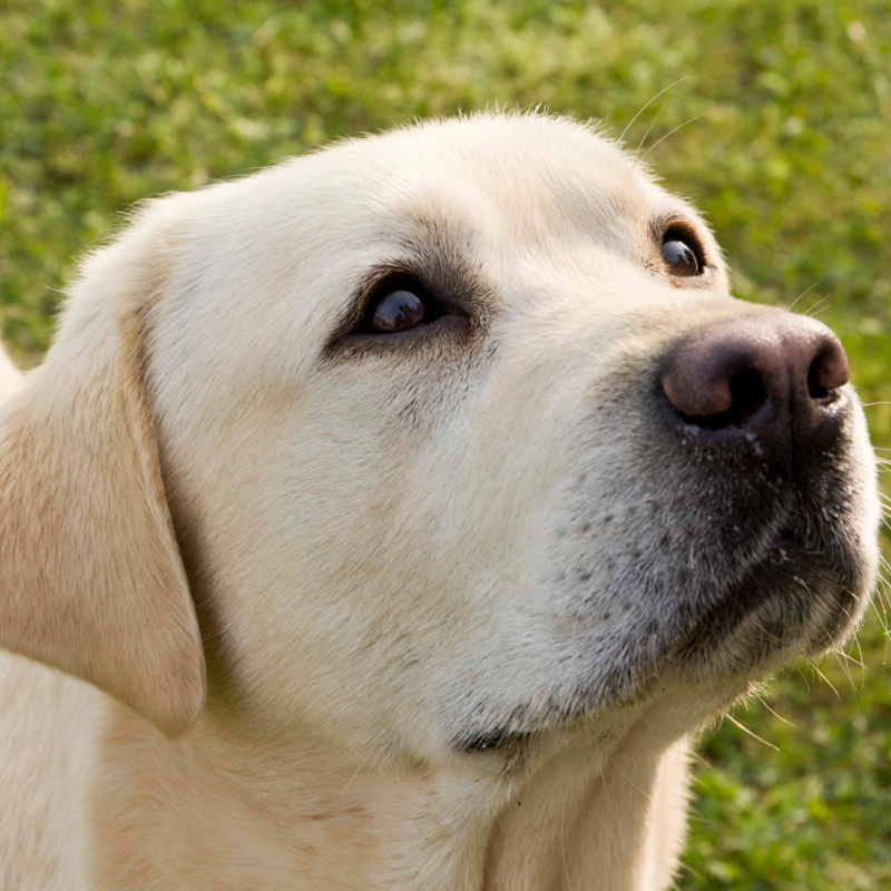 Roger OT-LAB, Labrador Retriever riproduttore OT-LAB