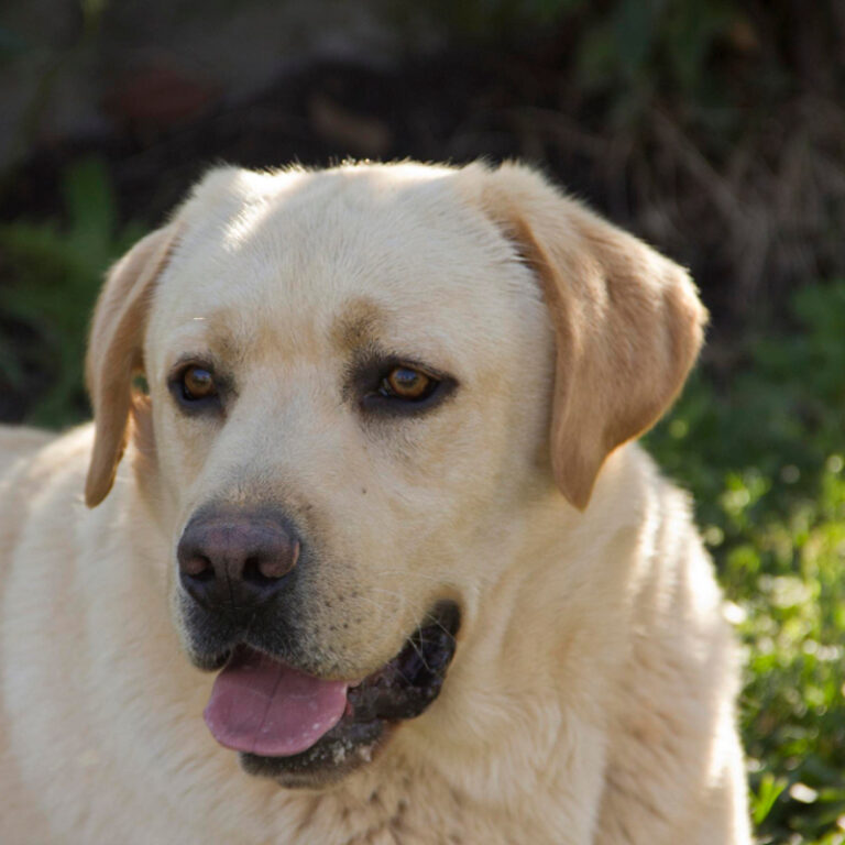 Tybo' OT-LAB, Labrador Retriever riproduttore OT-LAB