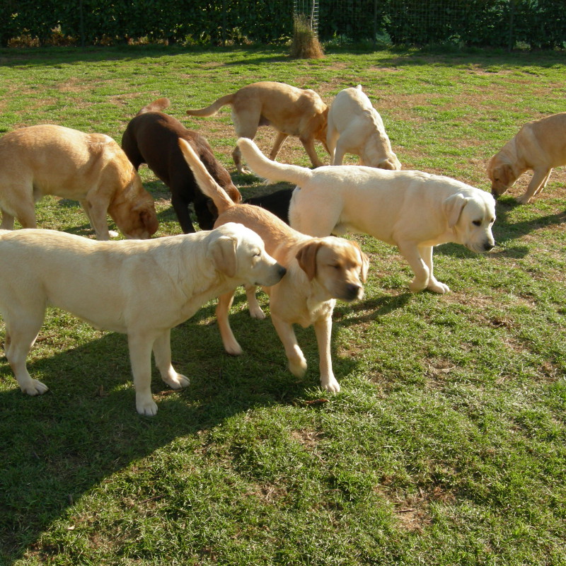 Labrador Retriever dell'allevamento OT-LAB
