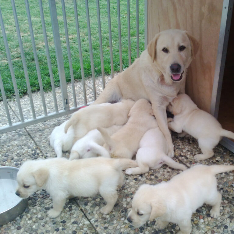 Cuccioli di Labrador Retriever OT-LAB